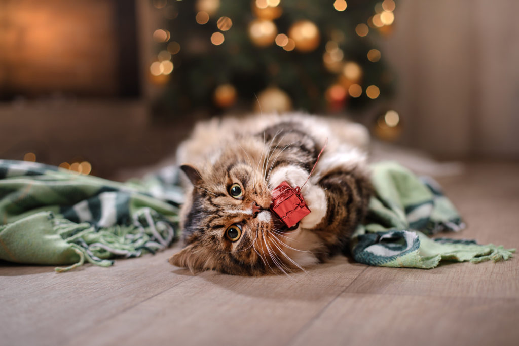 katze spielt mit weihnachtsgeschenk kissa leikkii lahjanarulla