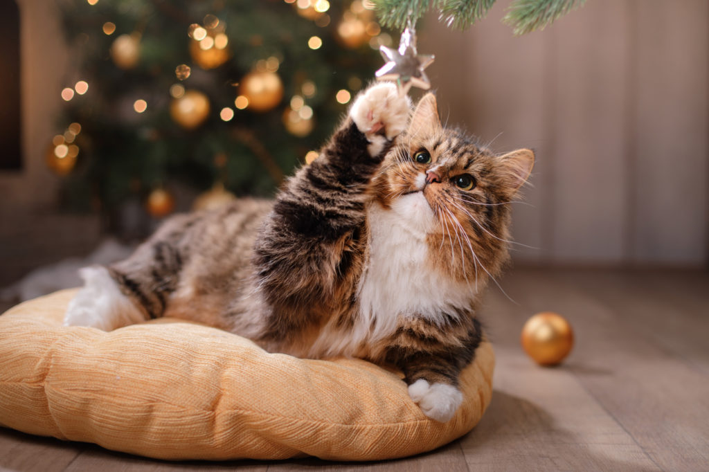 katze spielt mit weihnachtsbaum kissa leikkii joulukoristeilla
