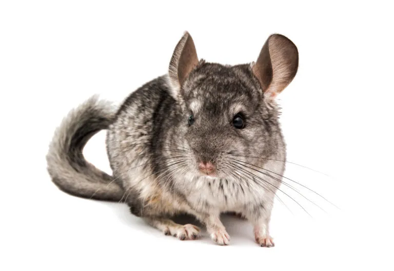 Csincsilla csincsilla, csincsilla tartása, csincsilla etetése