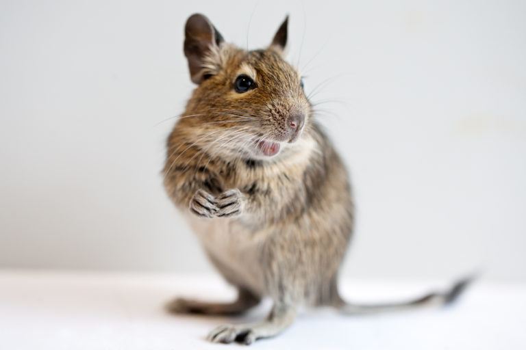 degu, degu tartása, degu etetése