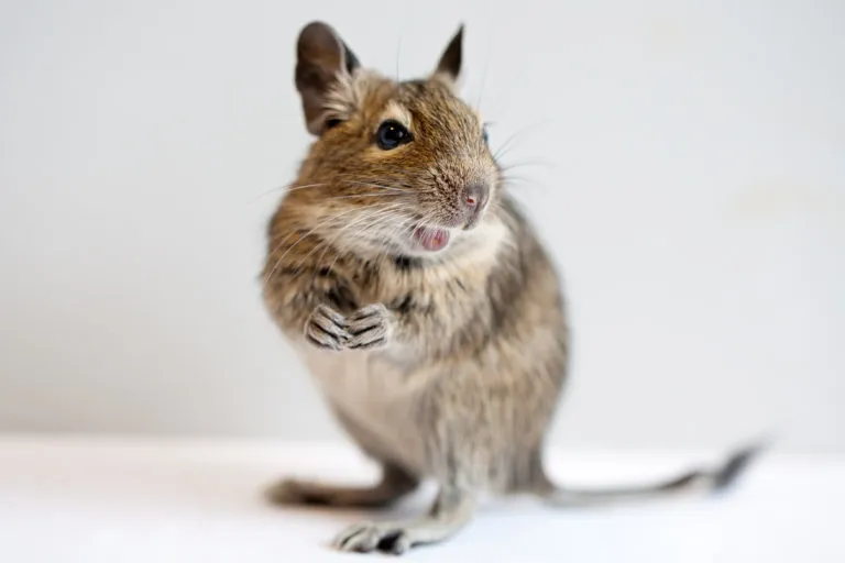 Degu degu, degu tartása, degu etetése