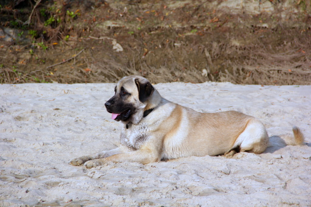 Kangal im Sand