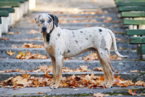 Louisiana catahoula leopárdkutya