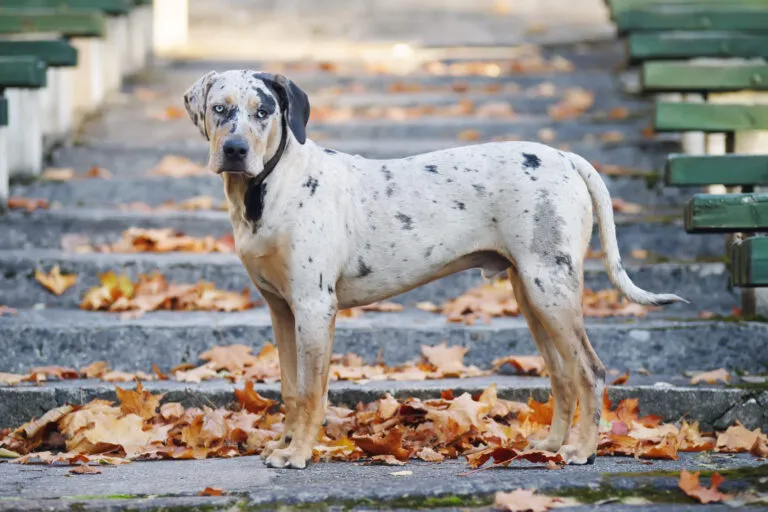 Louisiana catahoula leopárdkutya erős testfelépítéssel és jellegzetes foltos mintázattal