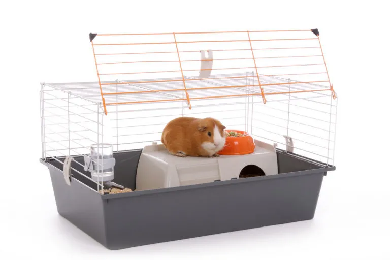 Tengerimalac tartása tengerimalac tartása