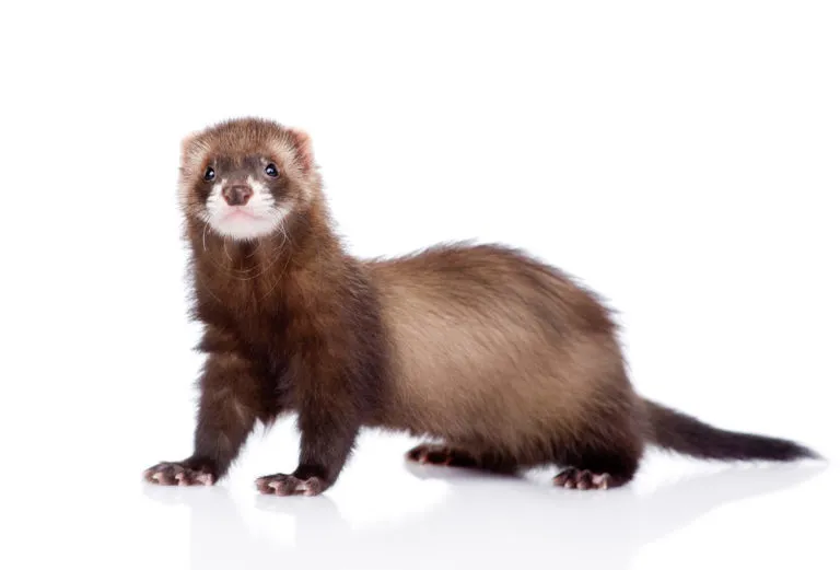 Vadászgörény vadászgörény, ferret, vadászgörény tartása