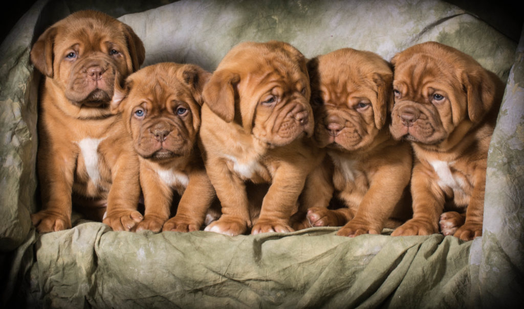 bordeaux dogge welpen