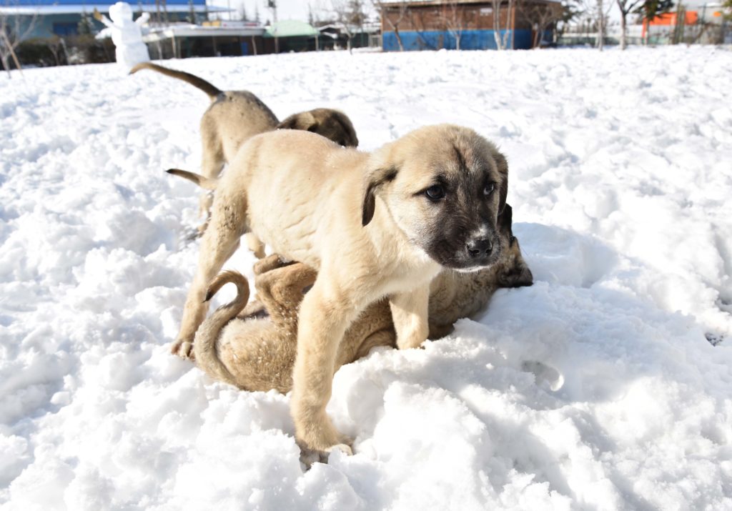 kangal welpen spielen im schnee