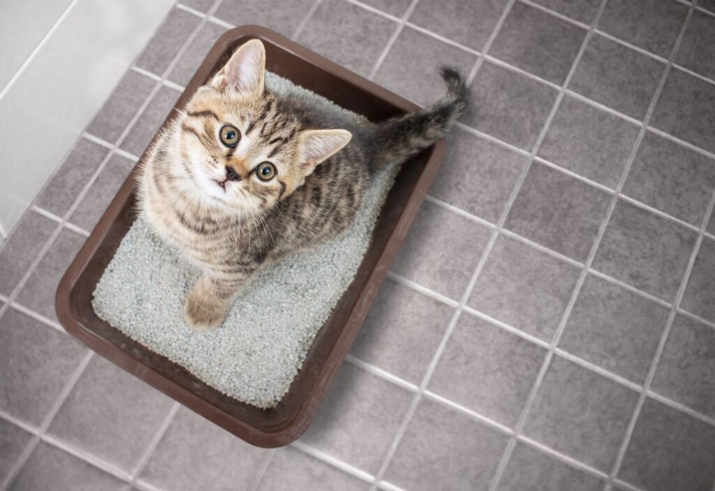 Kleines Kätzchen sitzt auf dem Katzenklo