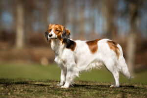 Hollandse Kooikerhondje