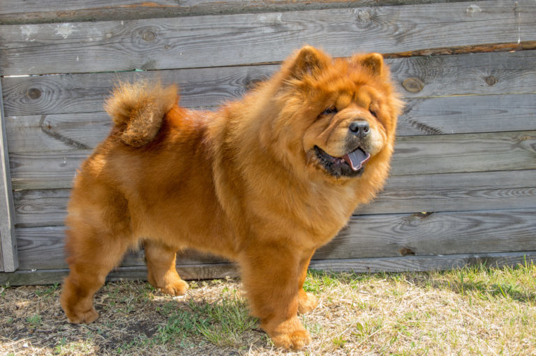 Csau Csau, chau chau, chow chow