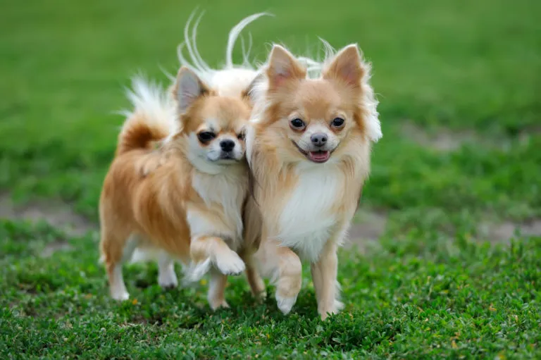 Csivava (chihuahua)