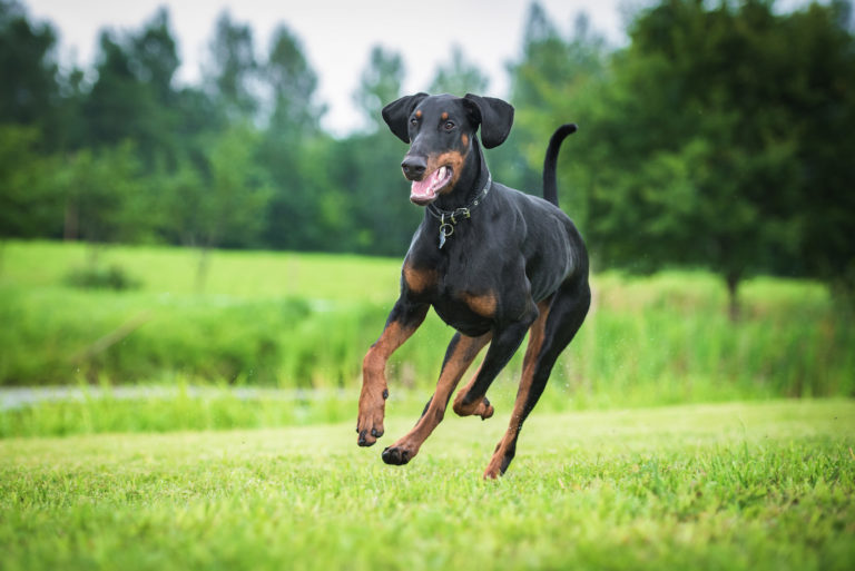 Doberman, dobermann, dobberman, dobbermann