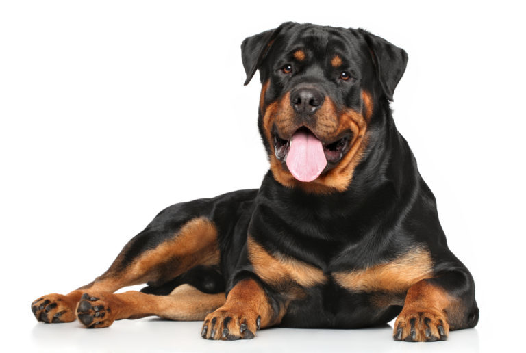 rottweiler kutya, rottweiler tulajdonságai