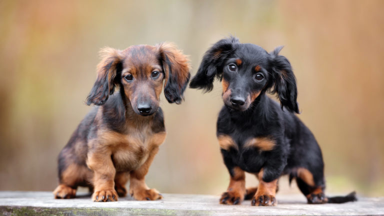 Tacskó, törpe tacskóm drótszőrű tacskó, szálkásszőrű tacskó, dachshund, szálkás szőrű tacskó, tacskó fajták, mini tacskó, torpe tacsko, tacskó színek, tacskó kölyök, hosszúszőrű tacskó, tacskó kutya