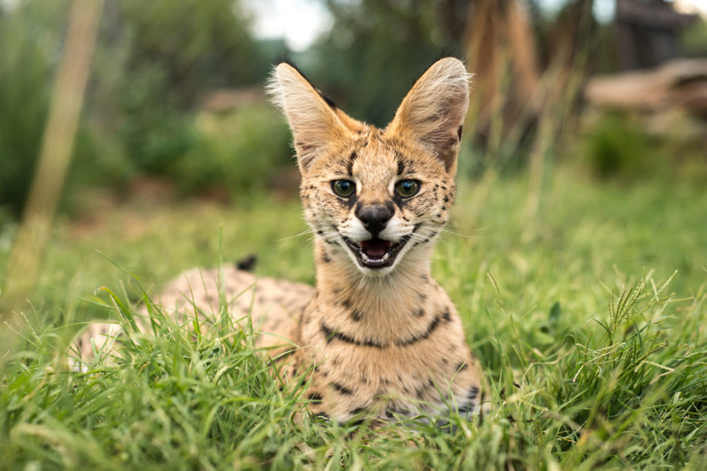 serval baby