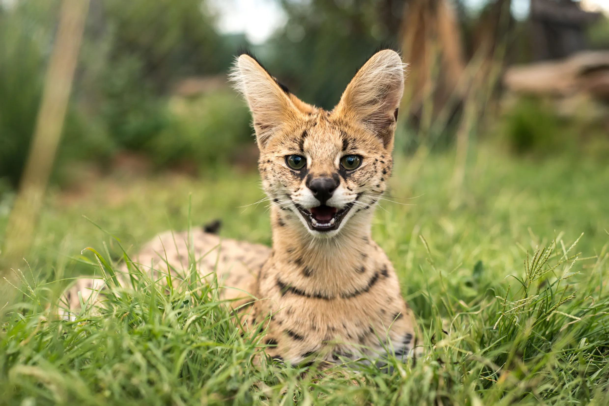 serval baby serval baby