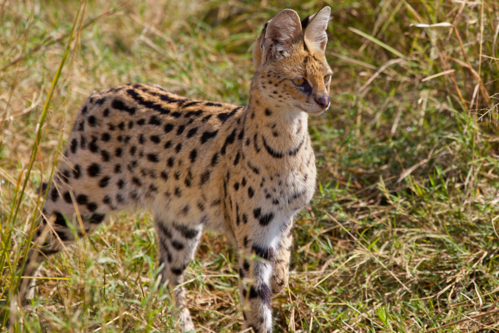 Serval Jägdt
