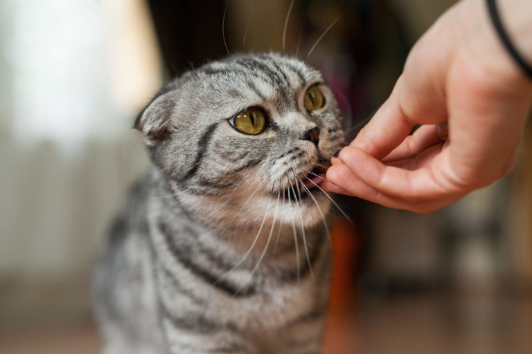 Táplálékkiegészítők macskáknak, macska táplálékkiegészítő, macska vitamin, vitamin macskáknak