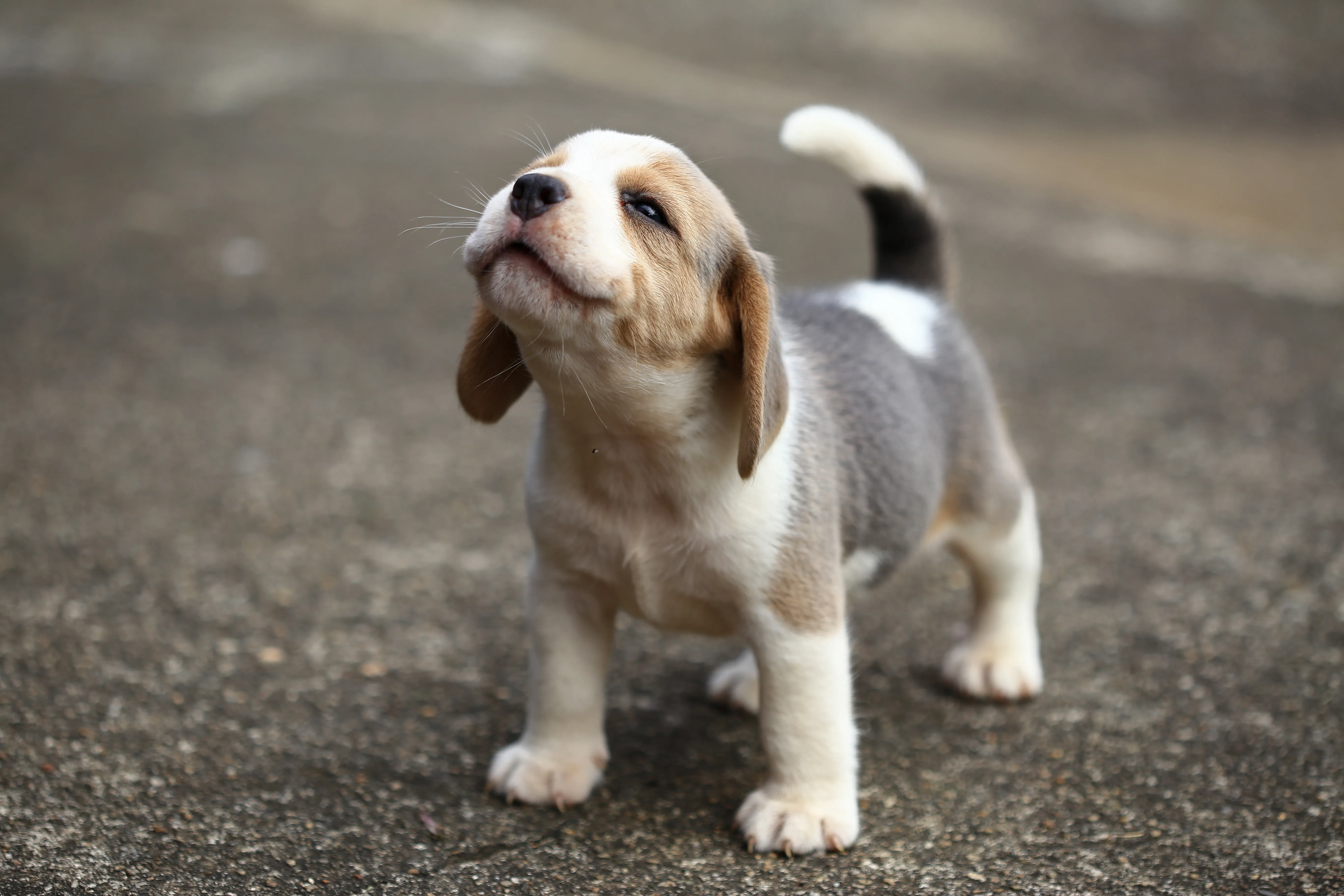 beagle welpe beagle welpe