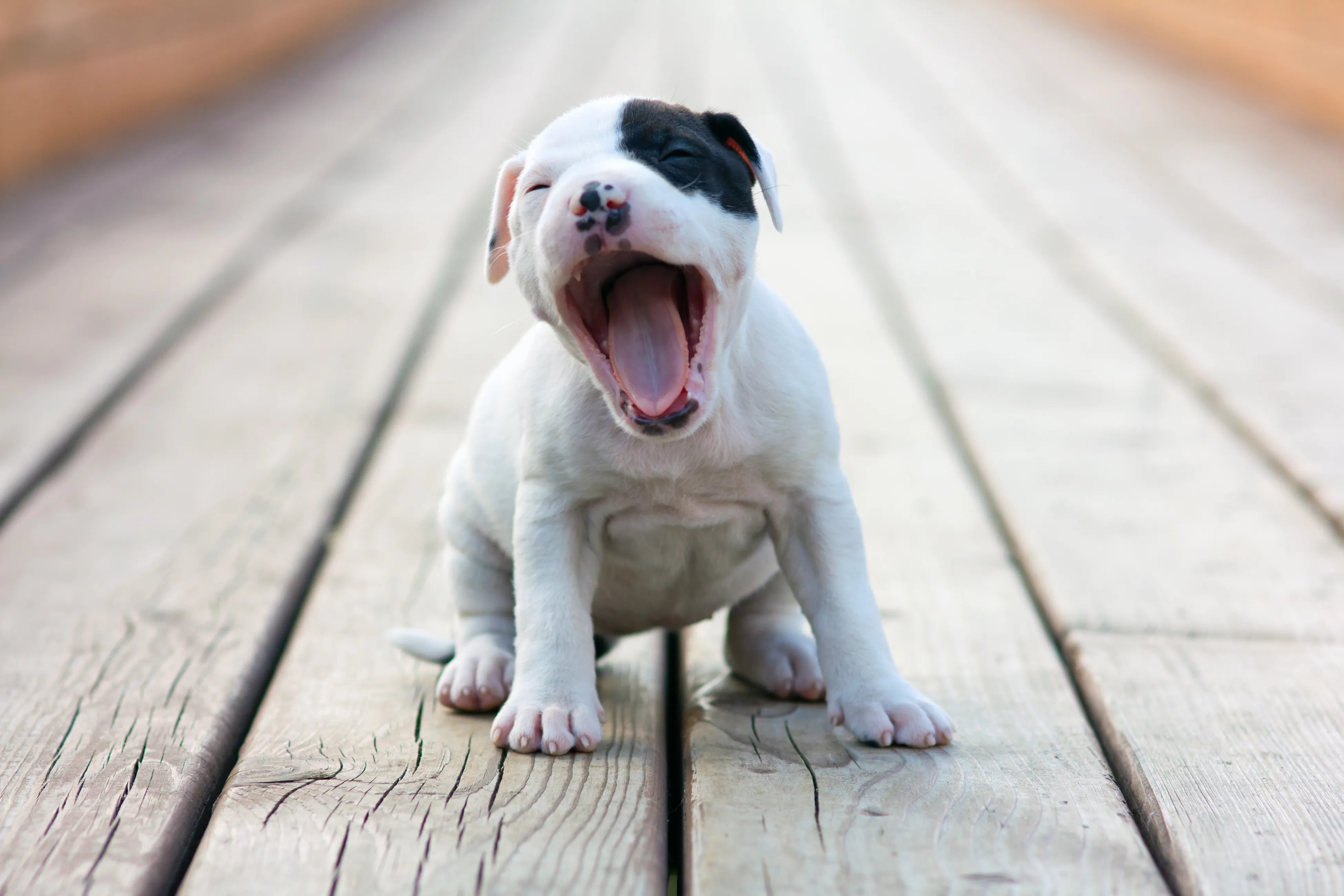 lustiger American Staffordshire terrier welpe lustiger American Staffordshire terrier welpe
