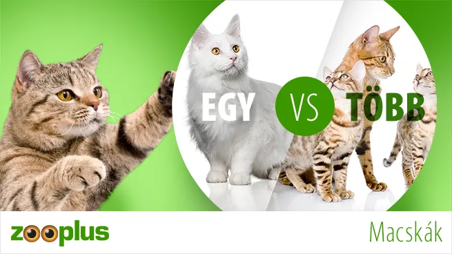 Egy vagy több macska