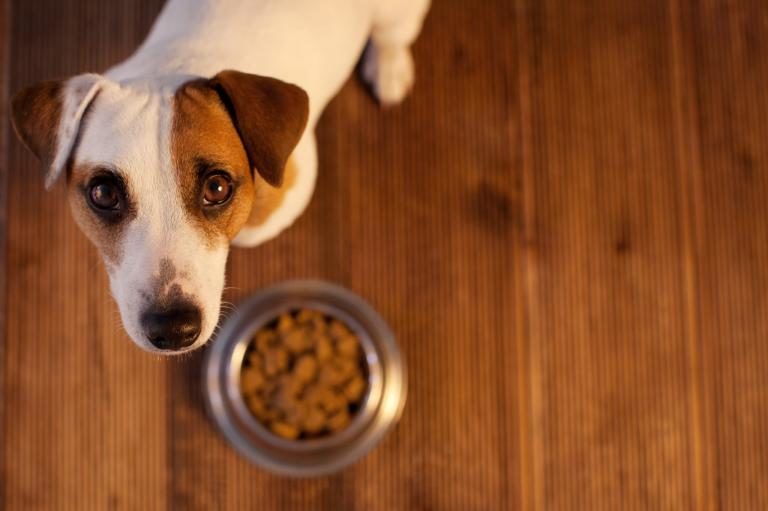 Hipoallergén kutyatáp allergiás kutyáknak