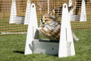 Flyball: Gyors tempójú kutyás sport labdaőrülteknek