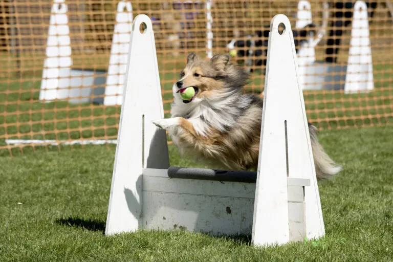 Shetlandi juhászkutya flyball edzés közben