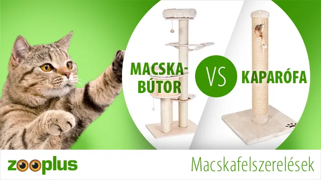 Macskabútor vagy kaparófa Macskabútor vagy kaparófa