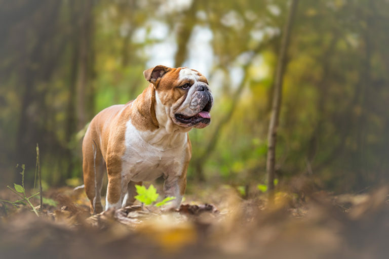 Angol Bulldog angol bulldog, angol buldog, bulldog fajták