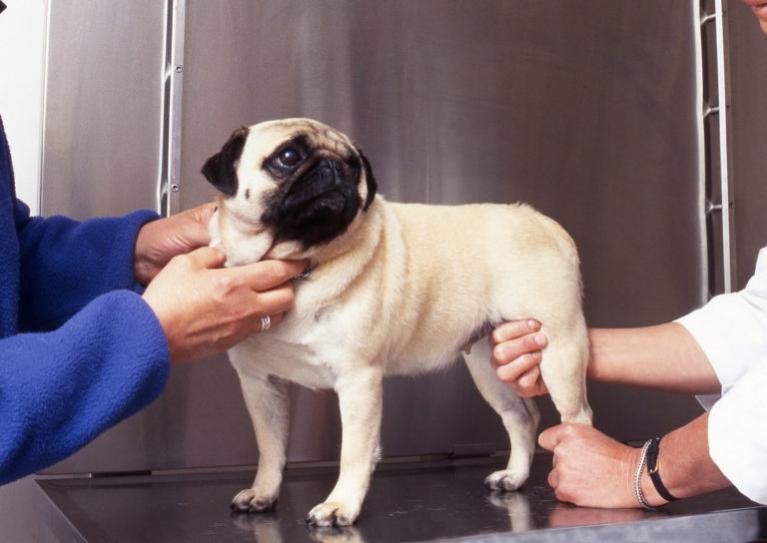 kutya artrózis, kutya ízületi fájdalom