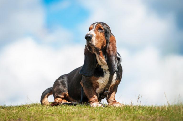 Basset Hound, columbo kutyája fajtája