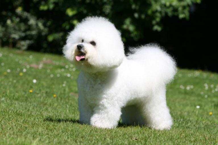 Bichon frisé, bison kutya