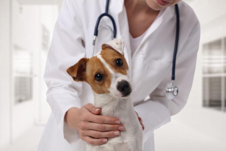 8 természetes gyógymód kutyánk Gardia-fertőzése esetén, Giardia tünetei kutya