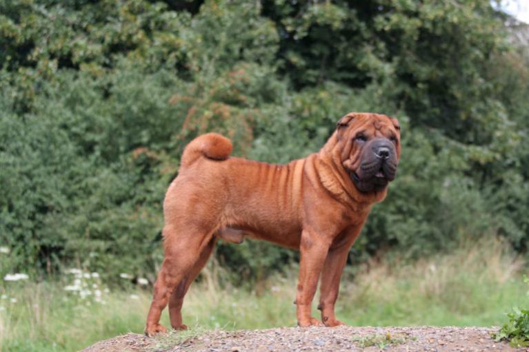 ízületi duzzanat a sharpei-ben