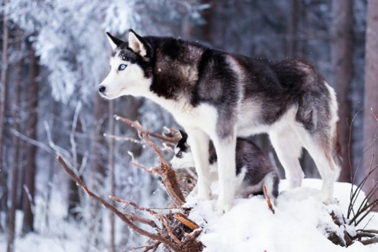 Szibériai husky, husky kutya, hászki