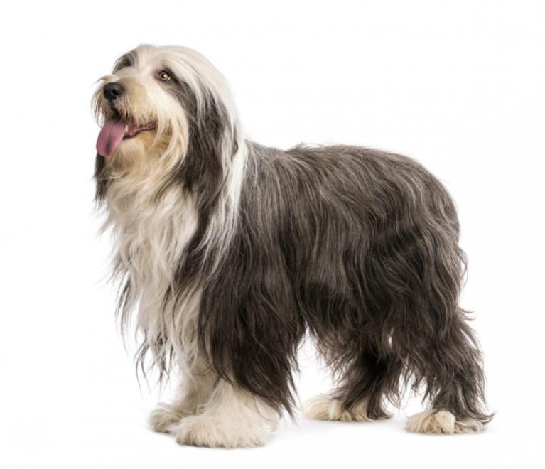 Bearded collie, szakállas collie