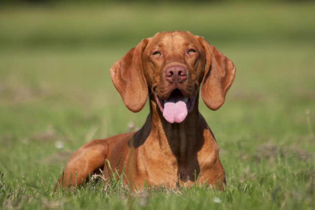 Magyar Vizsla glücklich