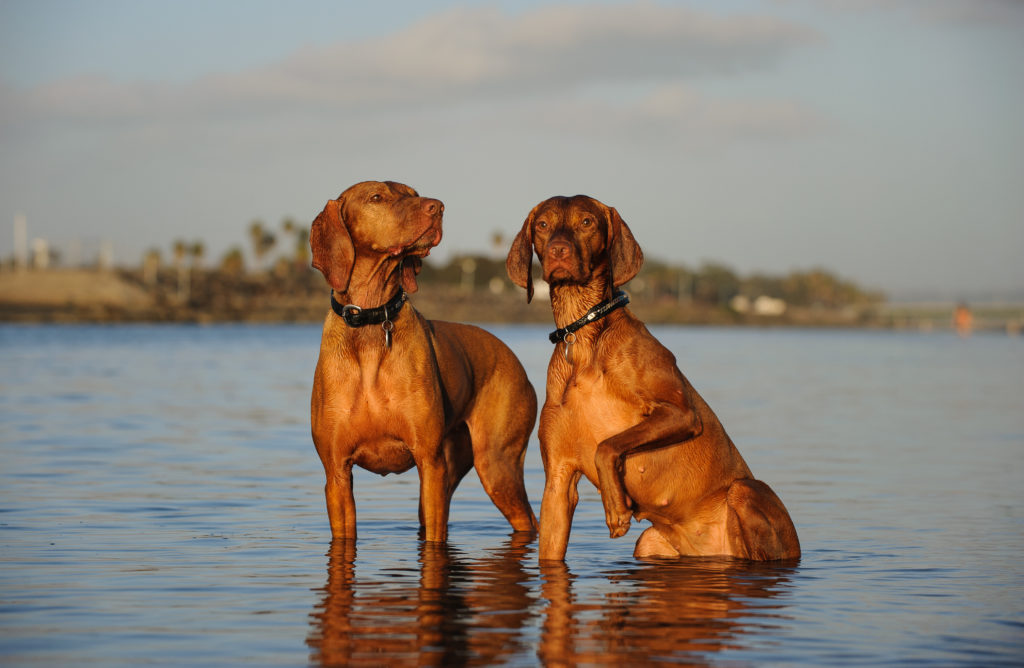 zwei Magyar Vizsla zwei Magyar Vizsla