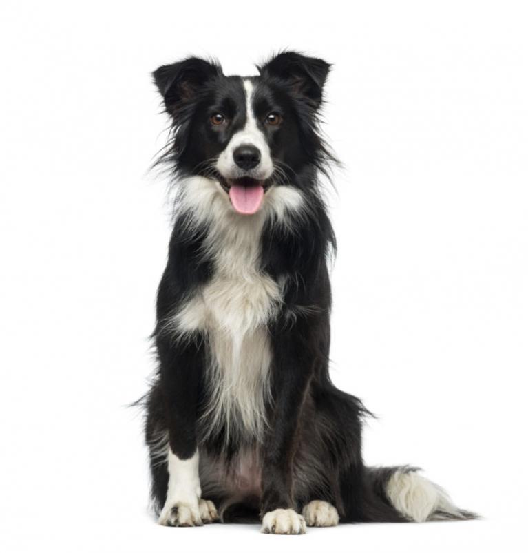 Border Collie, border collie színek, collie kutya, border colli, border colie, border coli