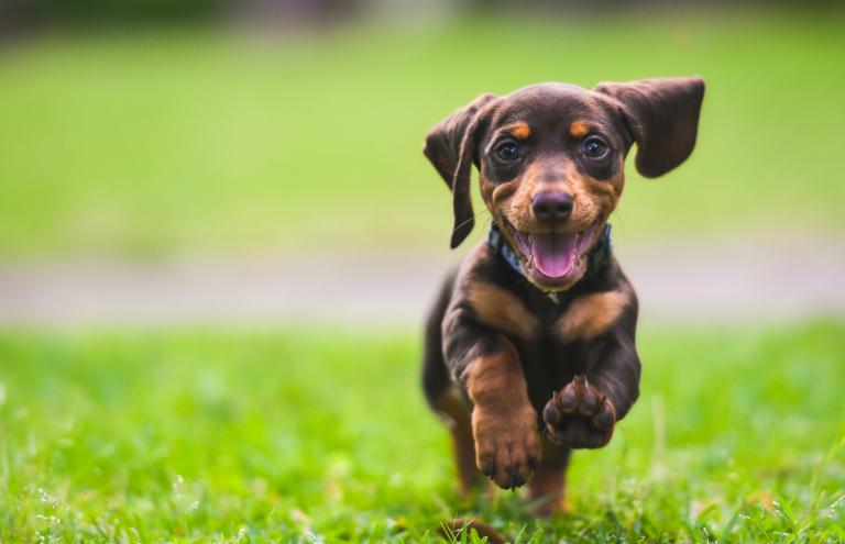 Amit a kutyákról tudni illik!! | PincsiFrizur - Tatabánya legjobb kutyakozmetikája!
