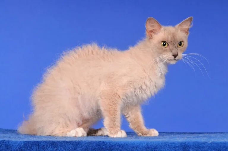 LaPerm Katze LaPerm macska kék háttér előtt