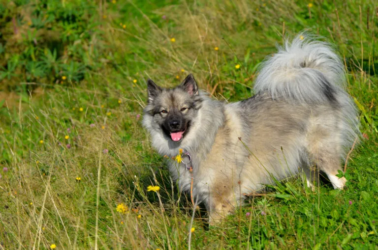 wolfsspitz a fűben