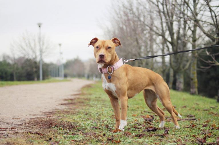 Amerikai Pitbull Terrier