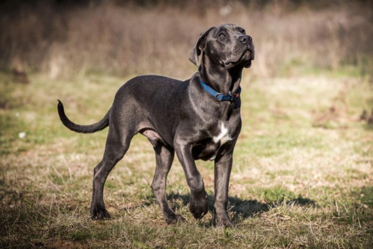 Cane Corso kutya