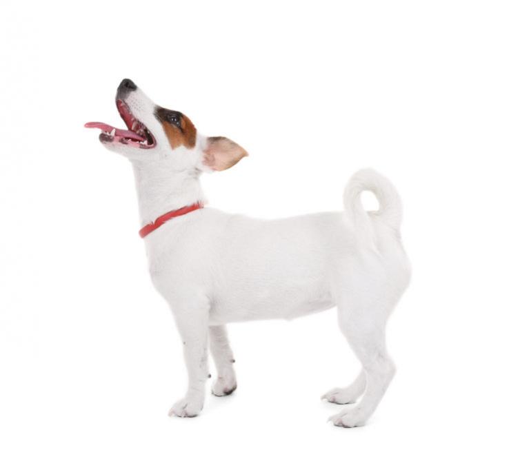 Jack Russel Terrier