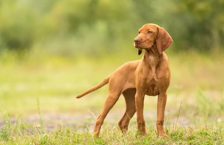Magyar Vizsla
