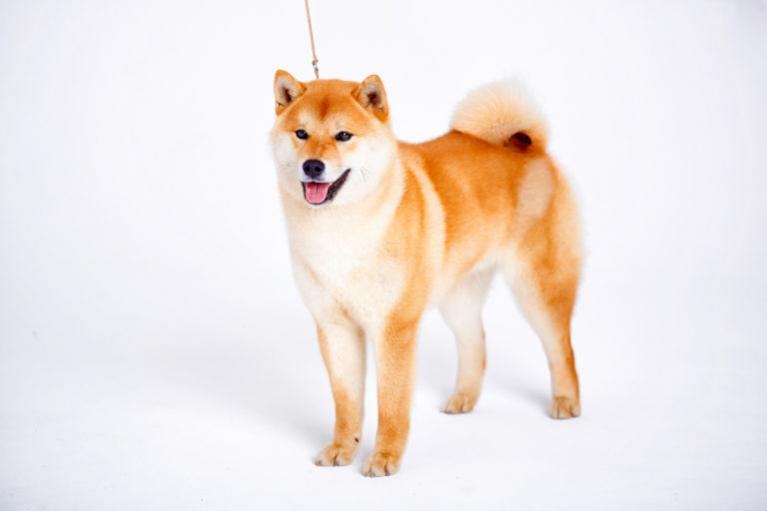 shiba inu, siba inu