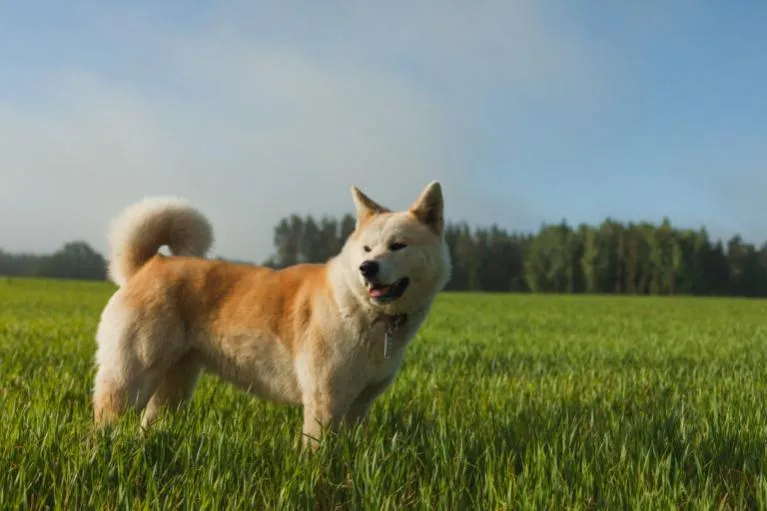 akita inu, japán akita kutya